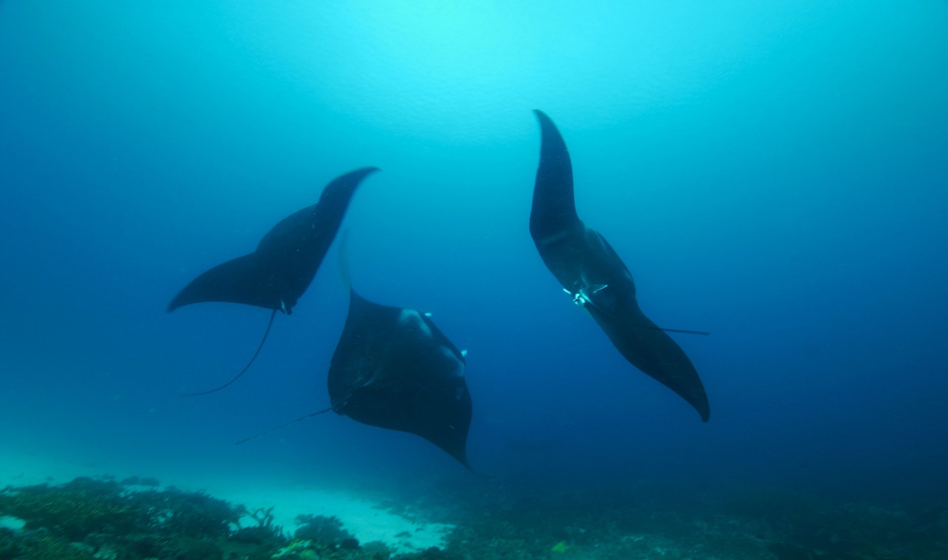 Duikvakanties Flores Komodo Dive And Travel